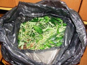 Policja zlikwidowała pięć plantacji marihuany