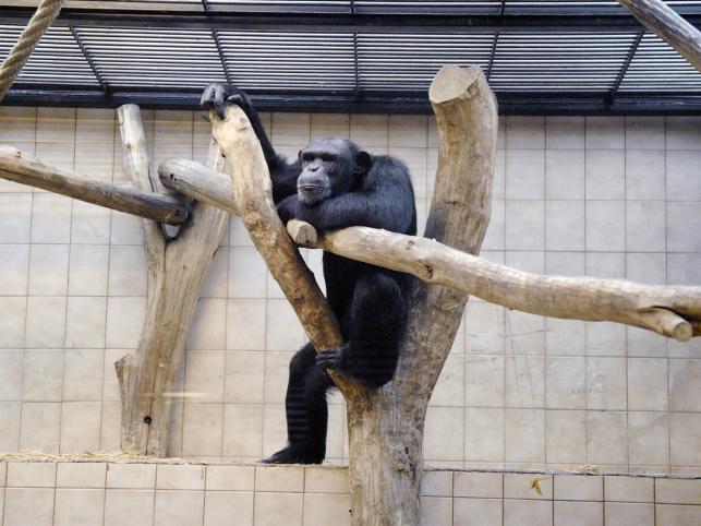 Warszawskie zoo, może mieć w tym roku kłopoty finansowe