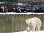 5 grudnia 2010 - czwarte urodziny Knuta w berlińskim zoo